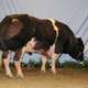 Image for article titled Are These "Double-Muscled" Pigs the Future of Meat?